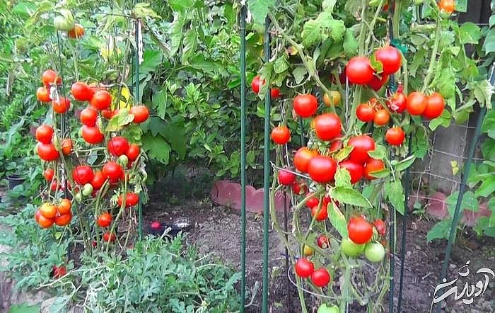 اهمیت نور در پرورش بهتر گوجه فرنگی اهمیت نور برای گیاه